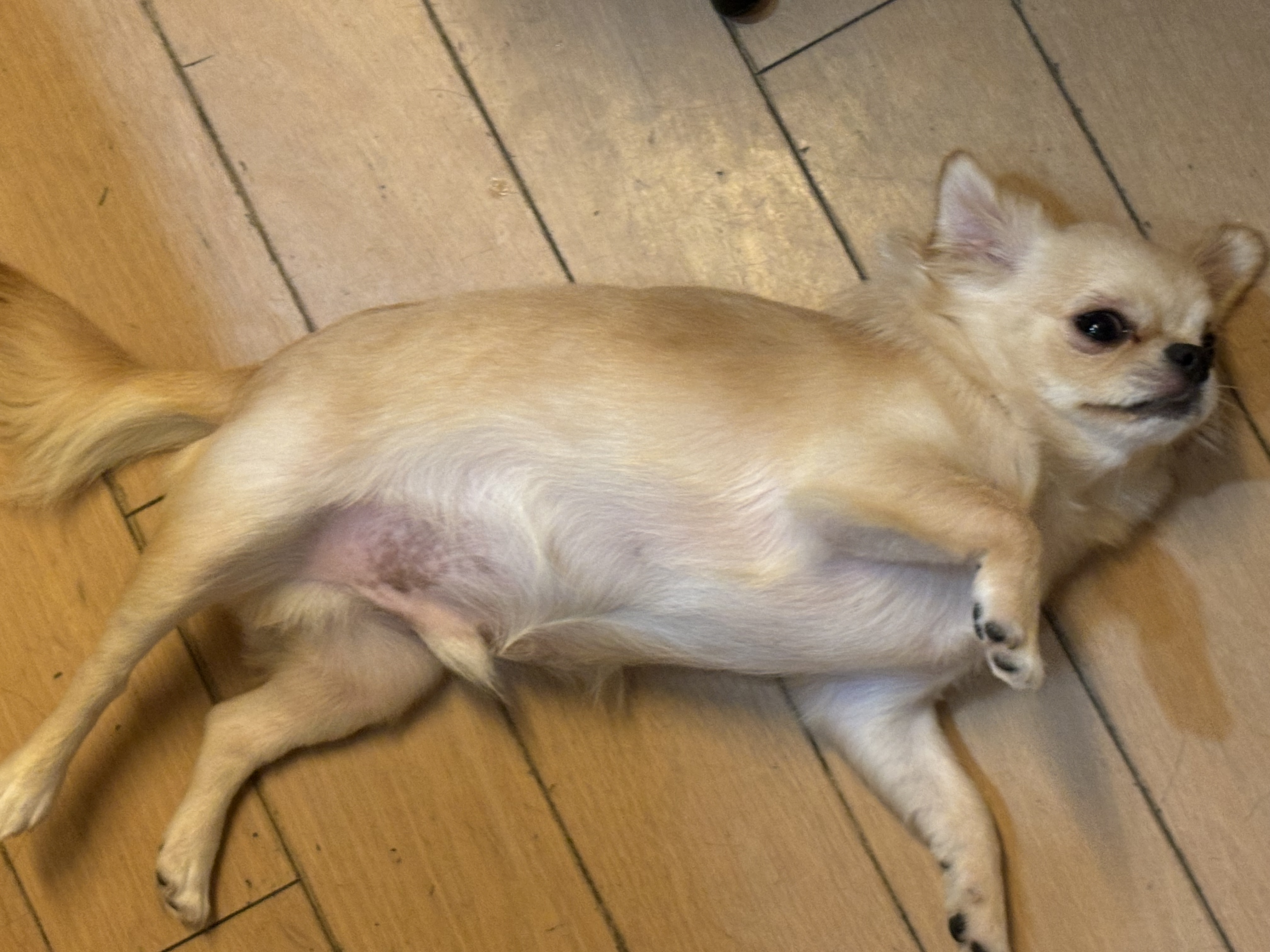 愛犬モモ