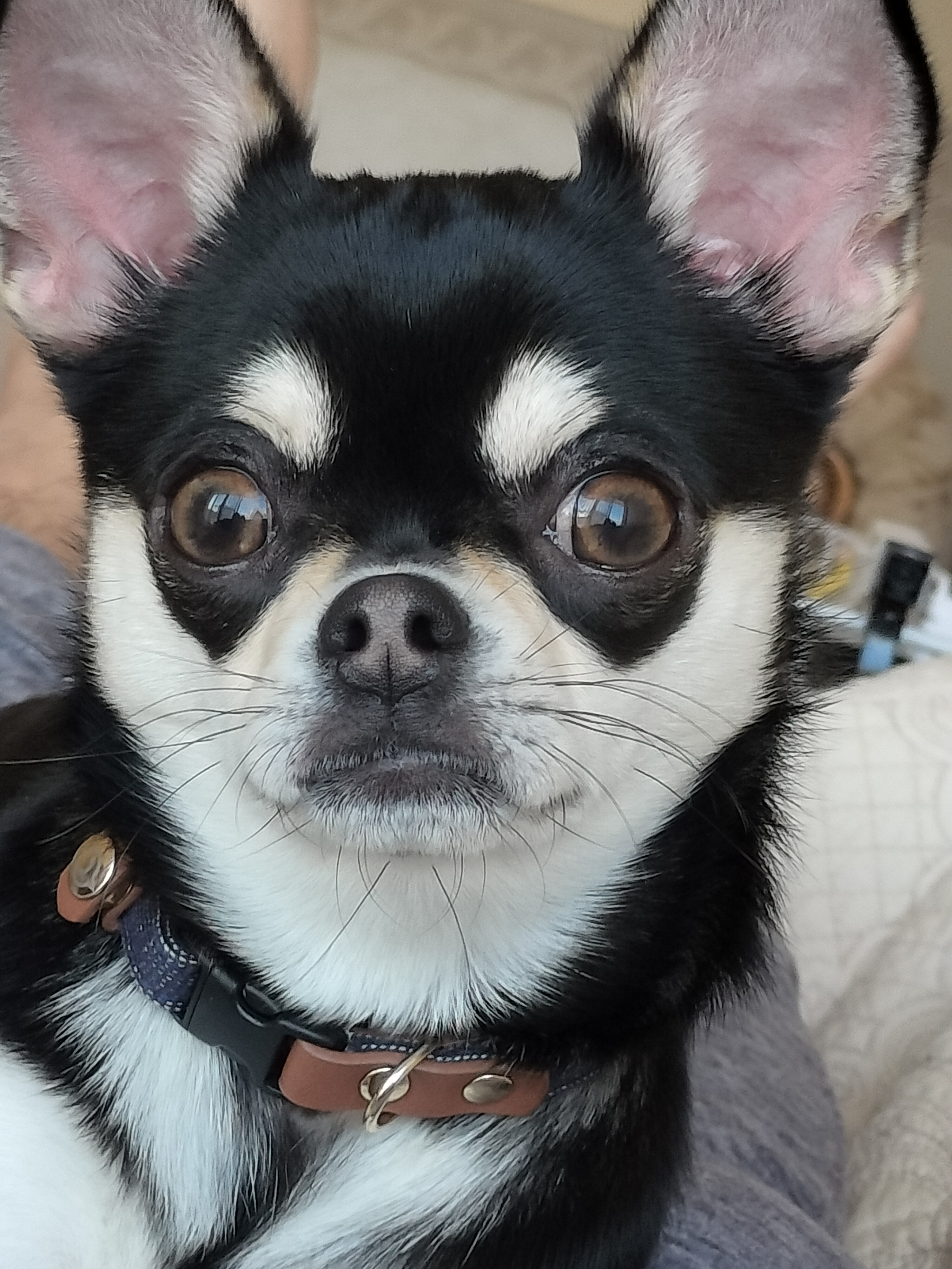 愛犬ソラ1