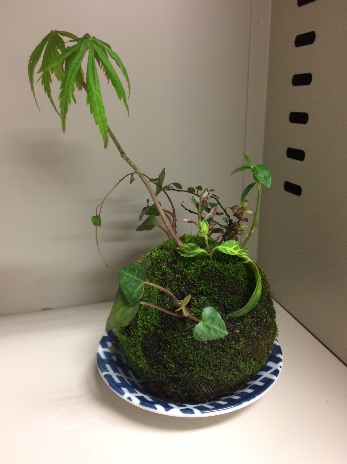 kokedama