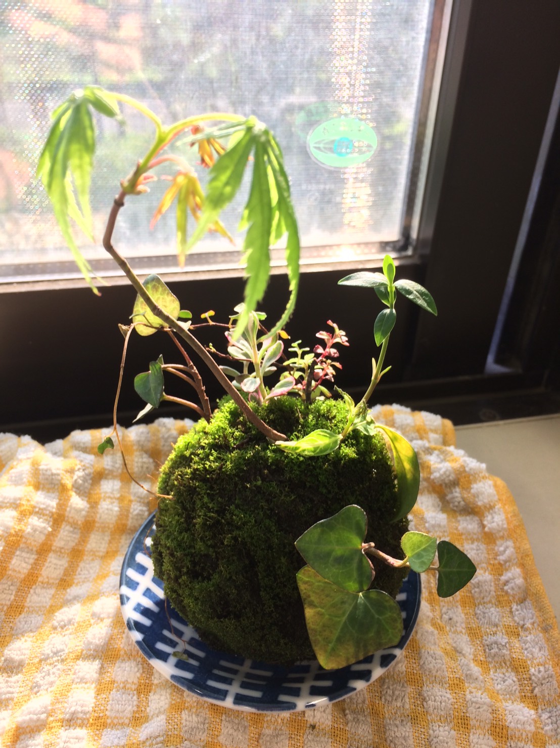 kokedama