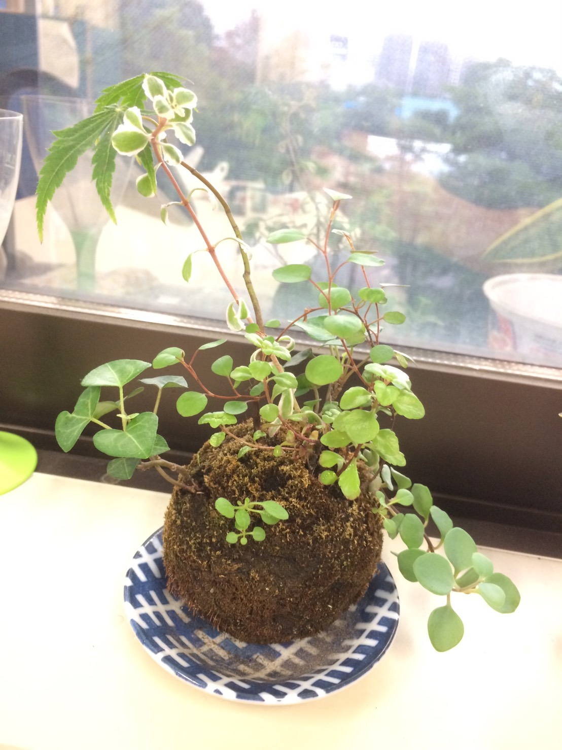 kokedama