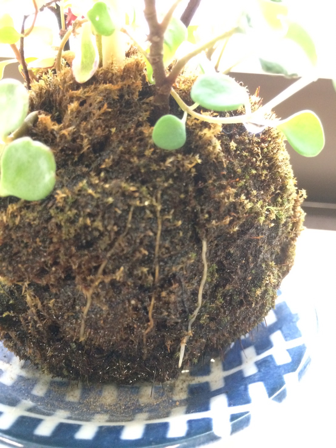 kokedama