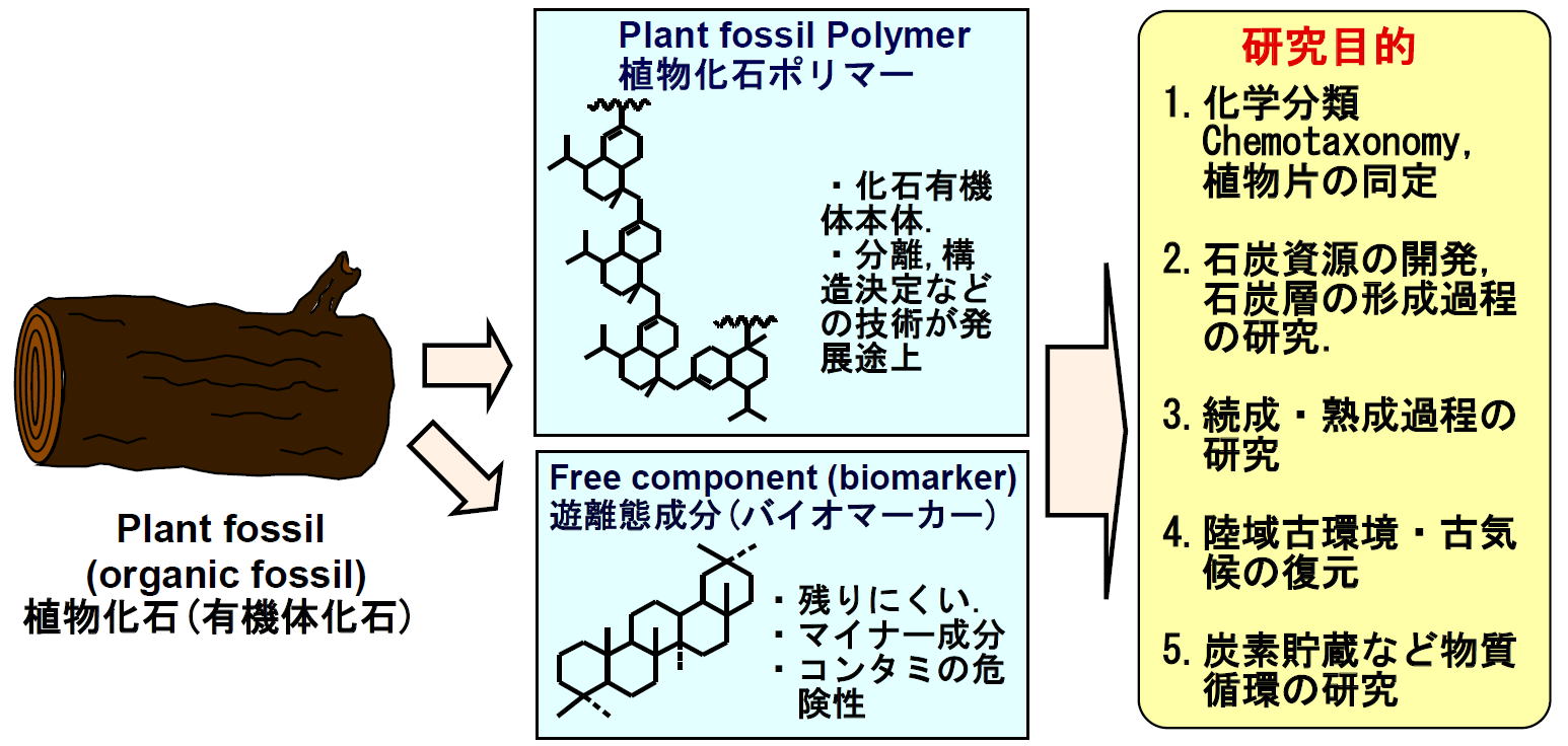 05年5月トピック 古代植物の化石高分子から古生物 古地球環境を復元する 北大理学サイエンストピックス から一部変更 はじめに 近年 地層 堆積物 中から生物に由来する有機分子を検出して 過去の地球環境や古生物活動を復元する研究が盛ん